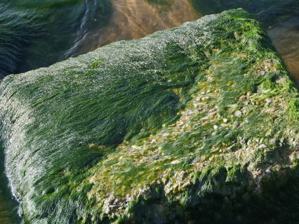 海滩岩石上的海藻 — 图库照片