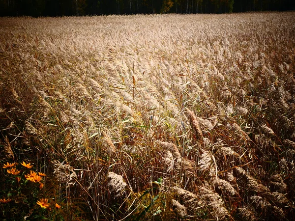 Hierba amarilla en otoño — Foto de Stock