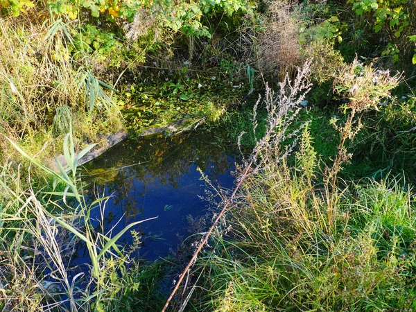 Paysage avec arbres et petit lac — Photo