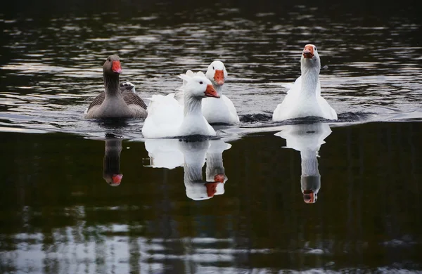 Familia de gansos flotantes — Foto de Stock