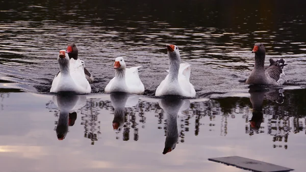 Familie van ganzen drijvende — Stockfoto