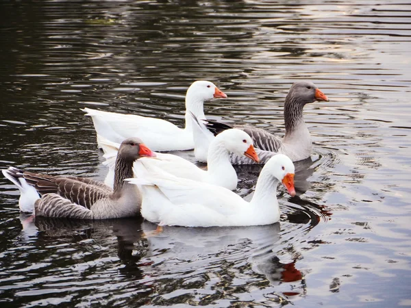 Familie van ganzen drijvende — Stockfoto