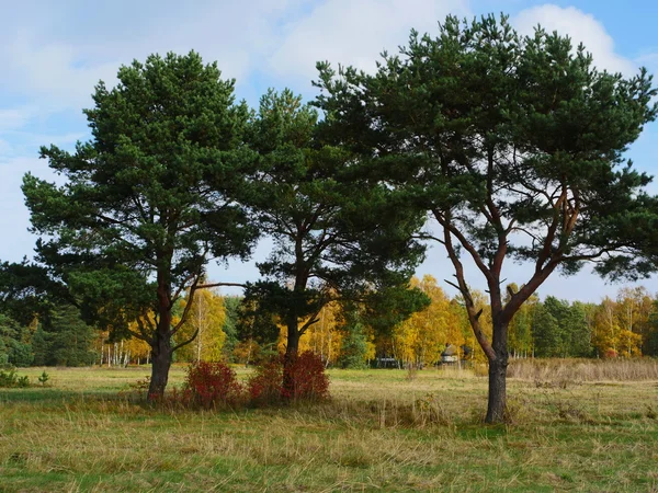 Grüne Kiefer am blauen Himmel — Stockfoto