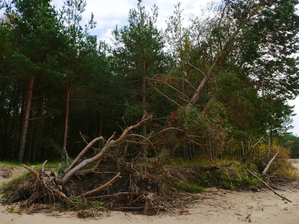 Μεγάλο δέντρο πέσει μετά από τον τυφώνα. — Φωτογραφία Αρχείου
