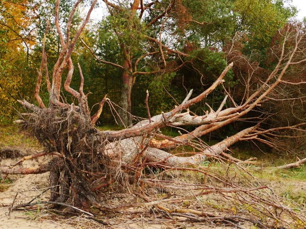 Μεγάλο δέντρο πέσει μετά από τον τυφώνα. — Φωτογραφία Αρχείου