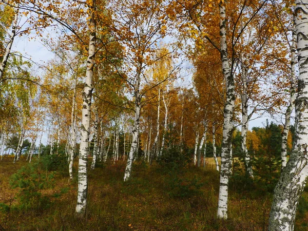 Осенний лес в октябре — стоковое фото