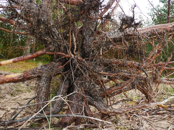 Grande albero caduto dopo l'uragano . — Foto Stock