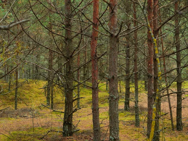 Herbstwald im Oktober — Stockfoto