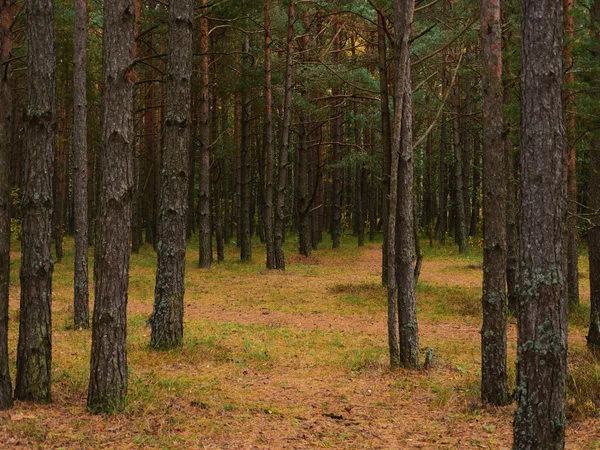 Herbstwald im Oktober — Stockfoto