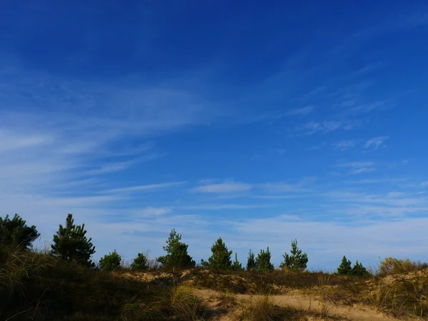 Green pine tree on blue sky — Stock Photo, Image