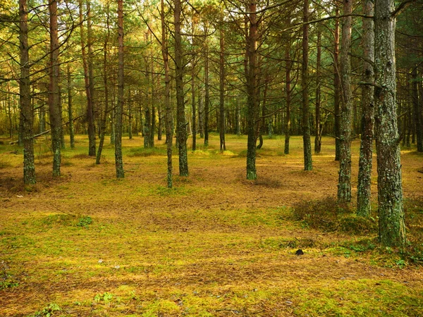 Hutan musim gugur di bulan Oktober — Stok Foto