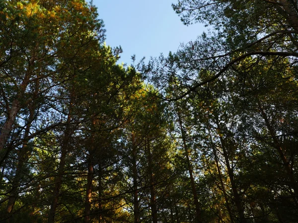 Herbstwald im Oktober — Stockfoto