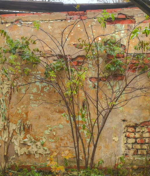 Lonly tree beside old building wall — Stock Photo, Image