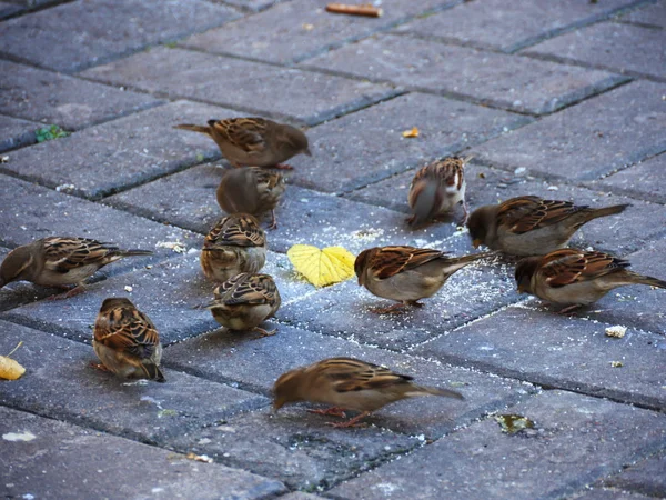 Kleine Vögel fressen — Stockfoto
