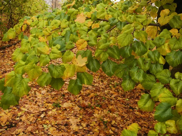 Hösten Gula löv bakgrund — Stockfoto