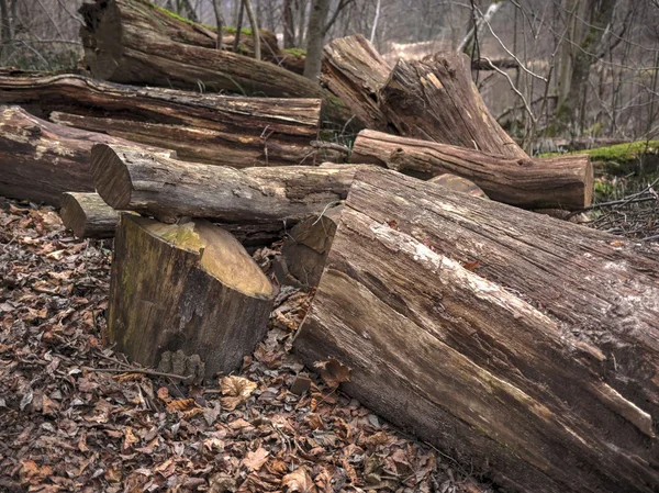 Umgestürzter Baum im Bergwald — Stockfoto