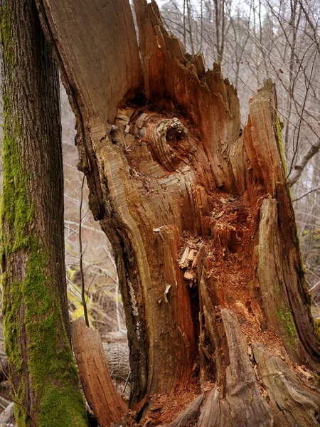 Albero rotto nel bosco di montagna — Foto Stock