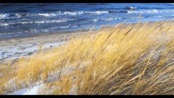 Scène de dune avec plage d'herbe et de neige le long d'une plage de la mer Baltique Riga — Video