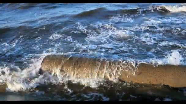 Ecología de la costa del mar Báltico — Vídeo de stock