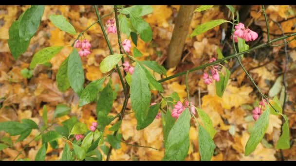Розовые осенние цветы с зелеными листьями на ветке — стоковое видео