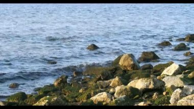 Yeşil deniz çimen n taşlar Letonya Riga Beach