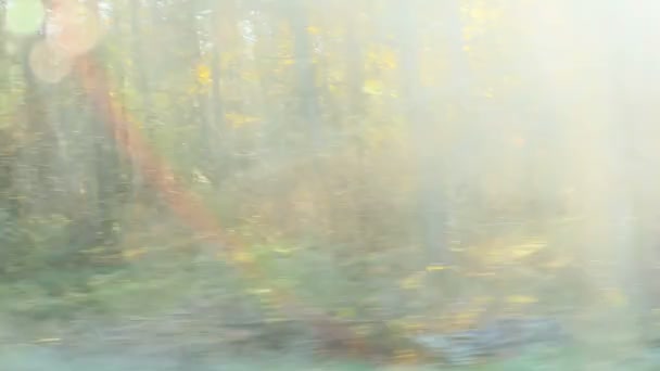 Rozmazané auto výlet v slunečný podzimní lesní cesta — Stock video
