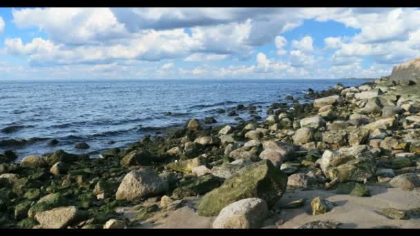 Grüne Seegras n Steine am Strand von Riga in Lettland — Stockvideo