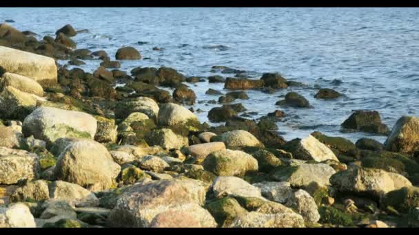 Камни из зеленой морской травы на Рижском пляже в Латвии — стоковое видео