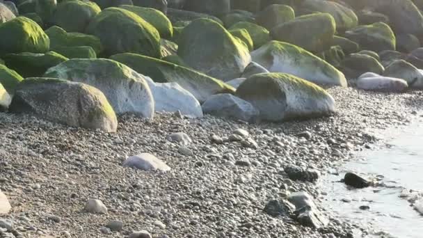 绿色的海洋草 n 石头在拉脱维亚的里加海滩 — 图库视频影像