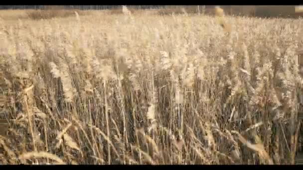 Rogge veld oren in herfst landschap aan strand. — Stockvideo