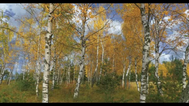 Φθινόπωρο δάσος τοπίο, τον Οκτώβριο, Ρίγα Λετονία — Αρχείο Βίντεο