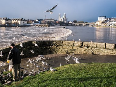 Nehir, arka planda Athlone Barajı üzerinden martılar