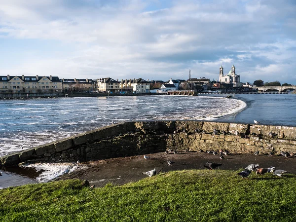 Gabbiani sul fiume, diga di Athlone sullo sfondo — Foto Stock