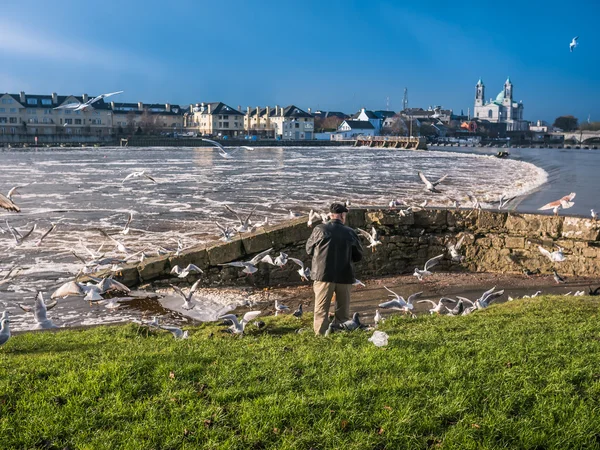 Måsarna över floden, Athlone dam i bakgrunden — Stockfoto