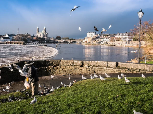 Måsarna över floden, Athlone dam i bakgrunden — Stockfoto