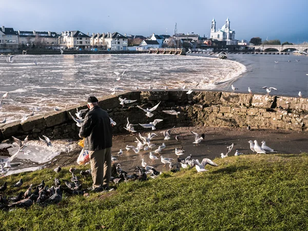 Gabbiani sul fiume, diga di Athlone sullo sfondo — Foto Stock