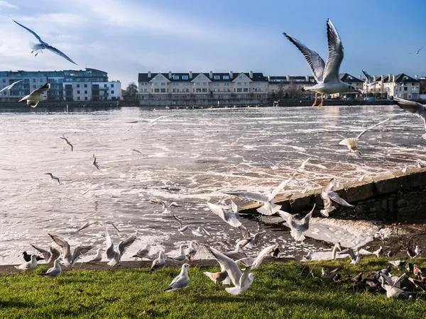 Möwen über Fluss, einsamer Damm im Hintergrund — Stockfoto