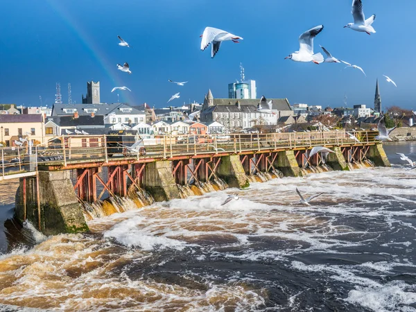 Meeuwen over rivier, Athlone dam op achtergrond — Stockfoto