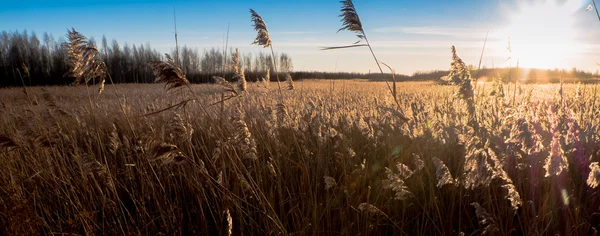 Reed tráva s zlatým světlem — Stock fotografie