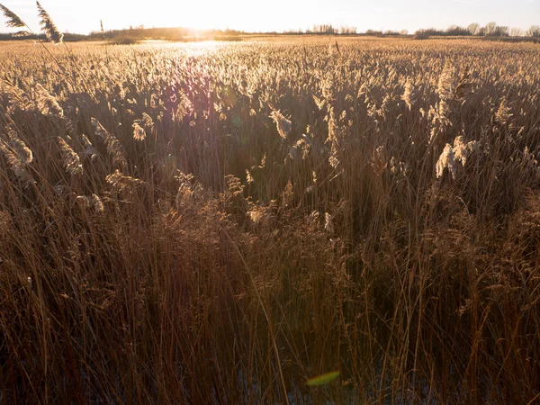 Reed tráva s zlatým světlem — Stock fotografie