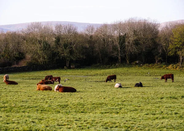 Vacas holandesas em um pasto na Escócia — Fotografia de Stock