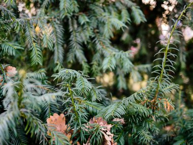 Noel ağacı ile göstermek ve yapraklar