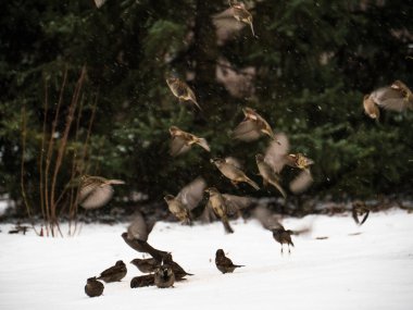 Beyaz - boğazlı bir kar üzerinde tünemiş serçe