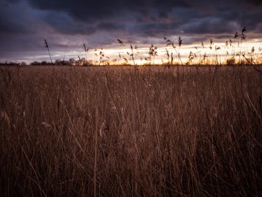 Yakın çekim kamışı arkadan aydınlatmalı güneş tarafından aydınlatılmış.. 