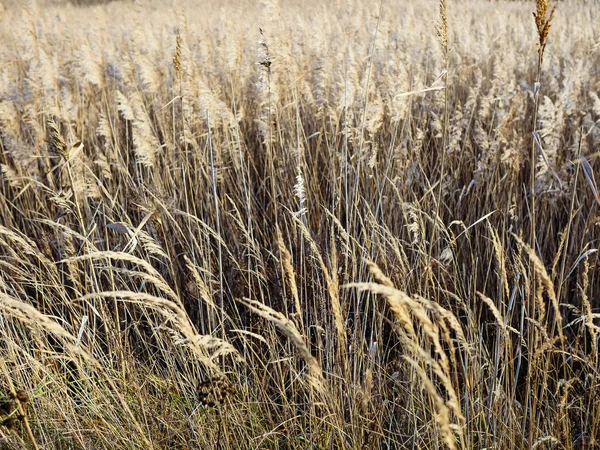 Reeds at evening in winter — Stock Photo, Image