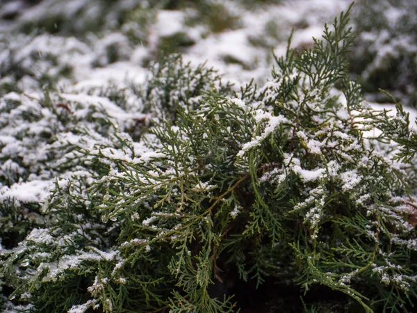 Zöld fenyő fa ága a hó — Stock Fotó
