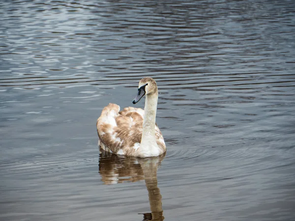 Hermosos cisnes jóvenes en el lago — Foto de Stock