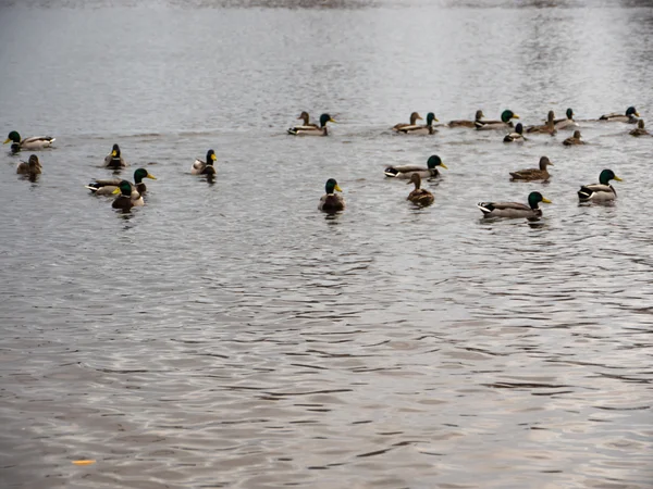 Covey of wild duck — Stock Photo, Image