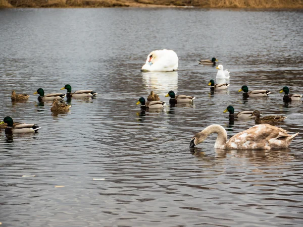 Schöne junge Schwäne im See — Stockfoto