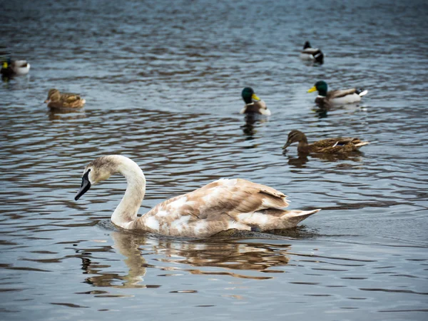 Hermosos cisnes jóvenes en el lago — Foto de Stock